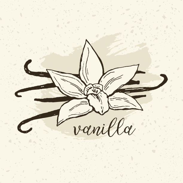 手绘香草花和豆类矢量插图在复古风格。素材图片