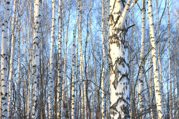 冬天美丽的桦树图片下载