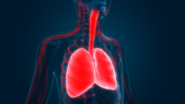人体器官(肺与神经系统解剖学)图片下载