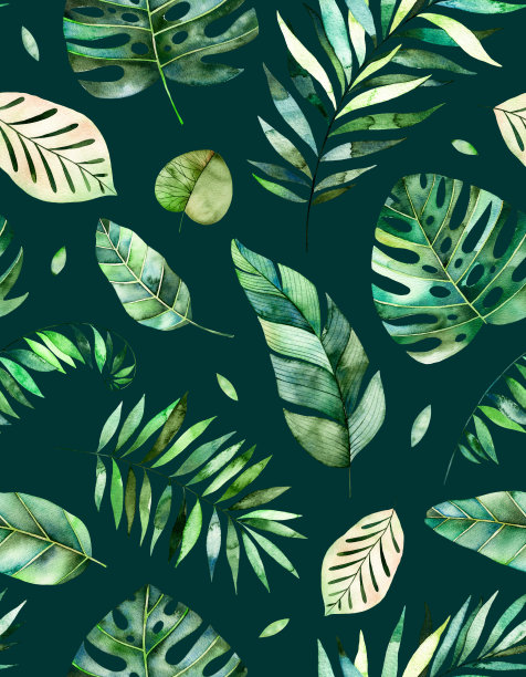 热带森林集合图片下载