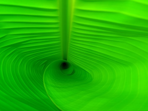 香蕉叶子图片下载