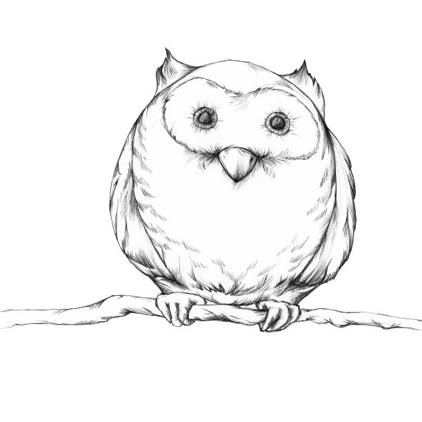 小猫头鹰在树枝上图片下载