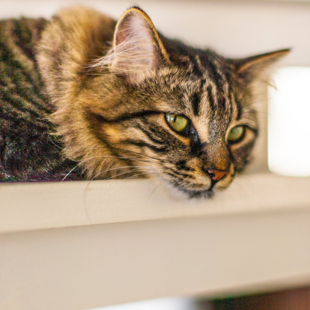 猫图片素材ID：162649882