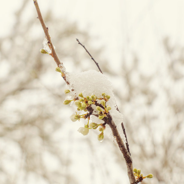 树上的雪图片下载