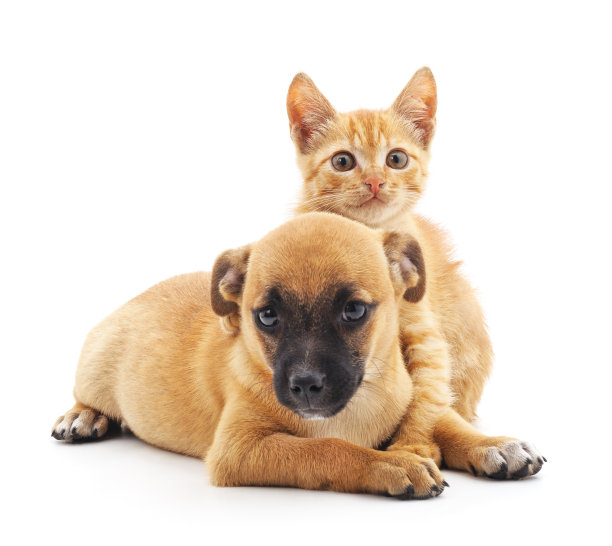 猫和狗。图片下载