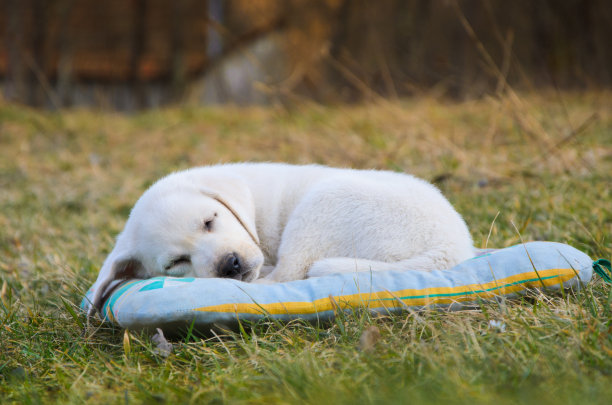 拉布拉多小狗睡觉图片下载