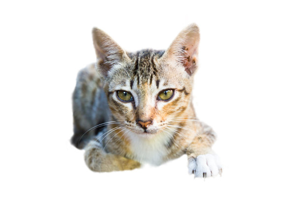 小猫肖像图片下载