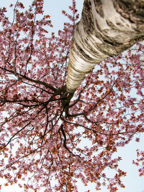 春天开花的树从下面图片下载