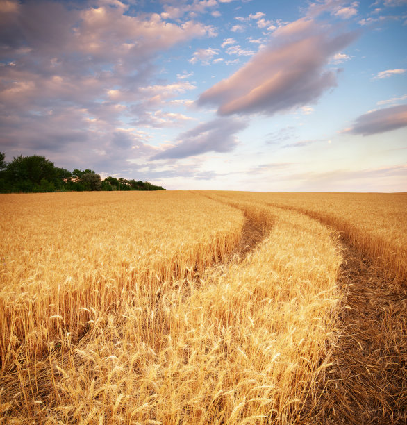草地的小麦。图片下载