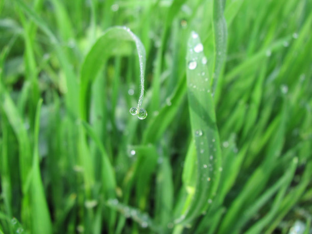 雨滴落在草地上图片下载