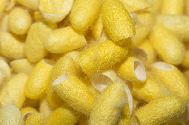 茧桑蚕图片下载