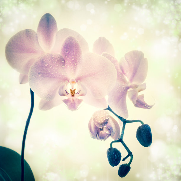 灯光背景上的兰花图片下载