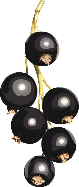 黑醋栗图片下载