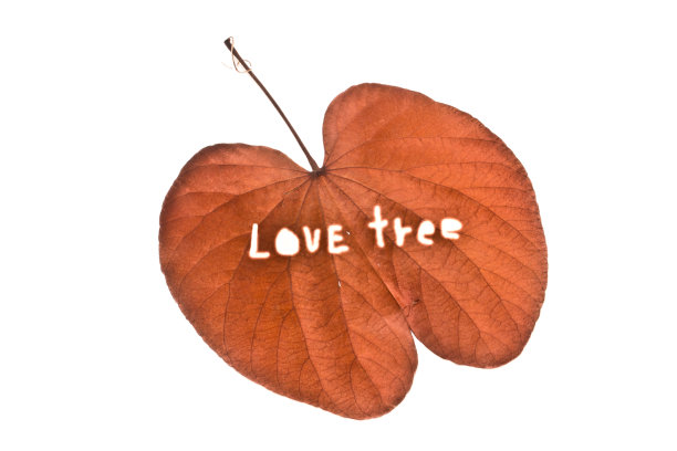 枯叶，爱树图片下载