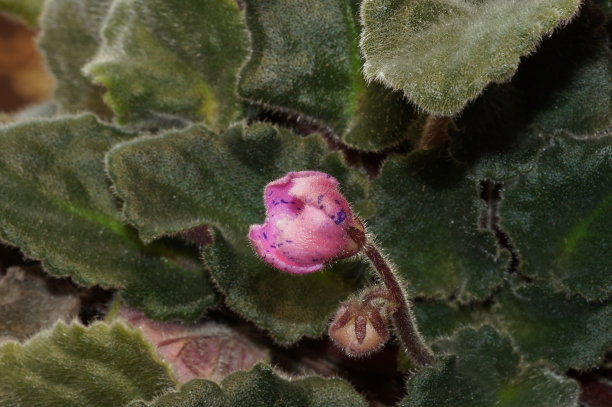 紫色的花图片下载