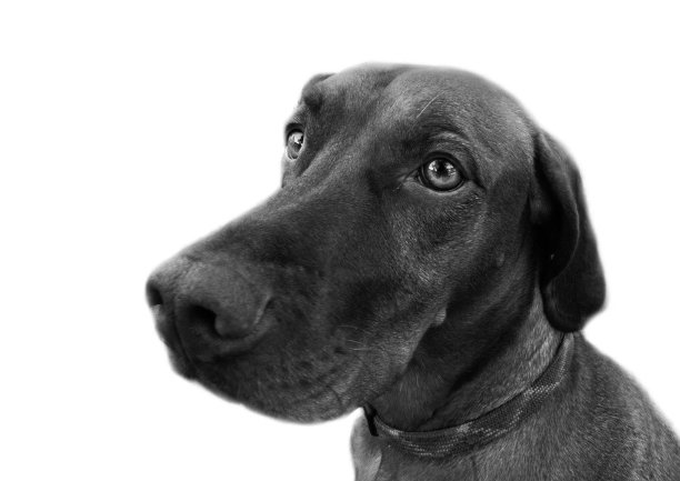 白色的狗肖像图片下载