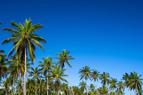 棕榈树图片下载