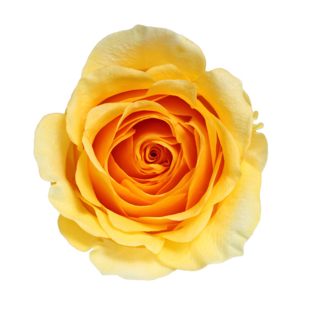 黄玫瑰孤立图片下载
