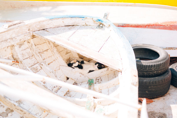 这只猫睡在蒙特州佩拉斯特一艘破旧的木船里图片下载