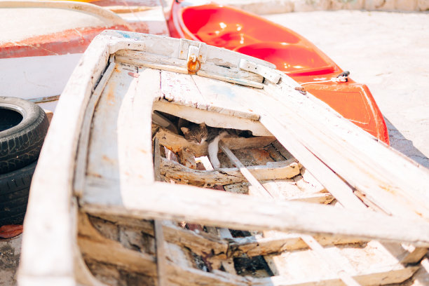 这只猫睡在蒙特州佩拉斯特一艘破旧的木船里图片下载