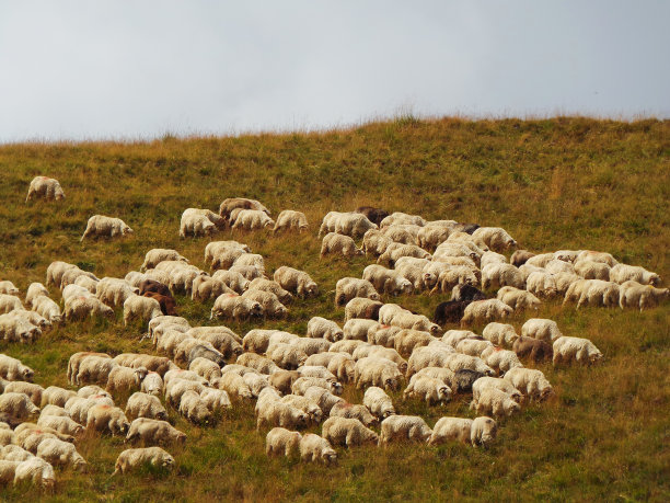 欧洲山上的羊图片下载