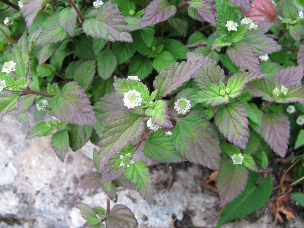 绽放的利皮亚杜利西斯图片下载