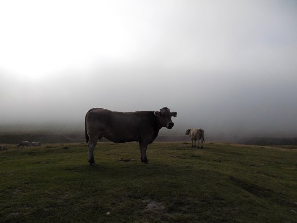 雾天里的野牛(比利牛斯)图片下载