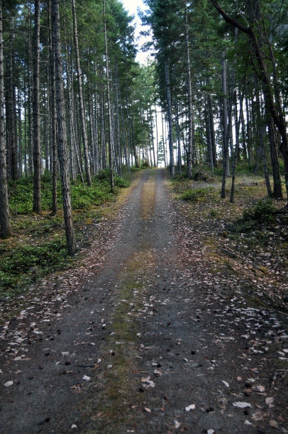 森林中的路图片下载