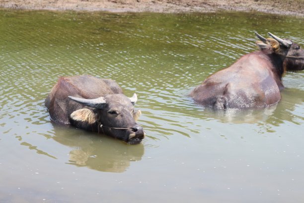 水牛生活在水里。图片下载