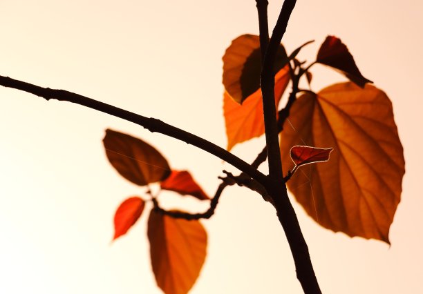 小叶的庇护所图片下载