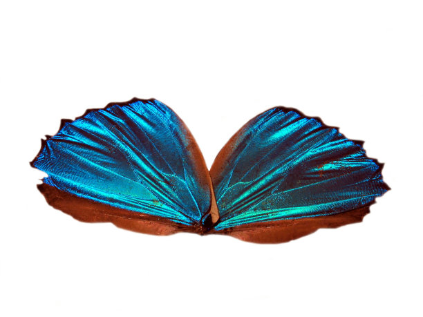 蓝色天使翅膀2图片下载