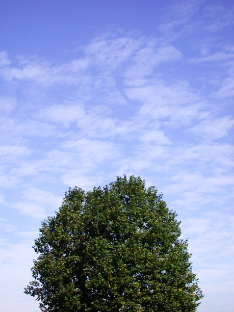 树和天空图片下载