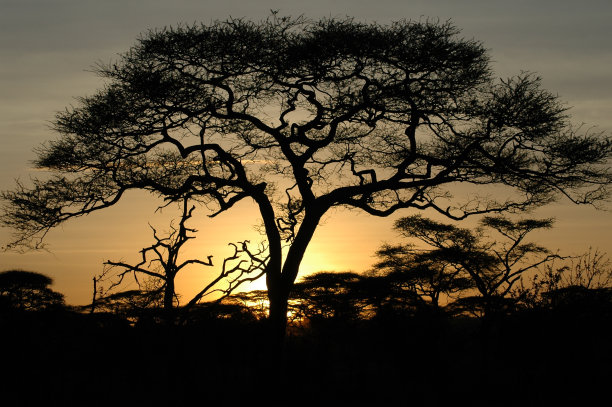 日落acasia背后图片下载