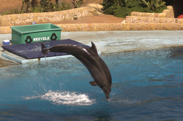 Dolpin跳图片下载