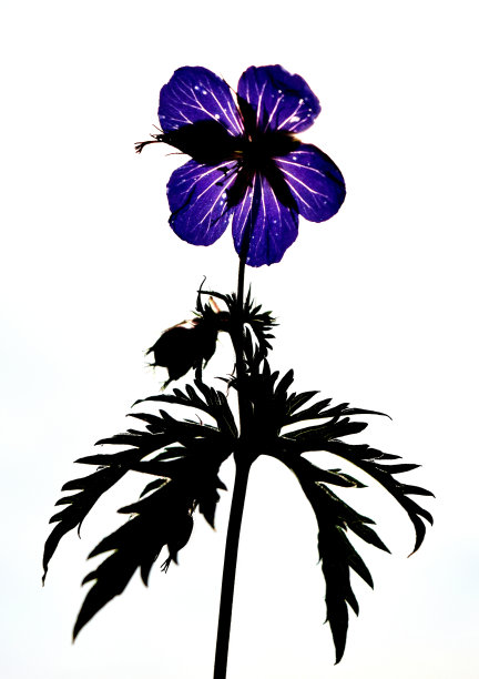 背光草甸Cranes-bill图片下载