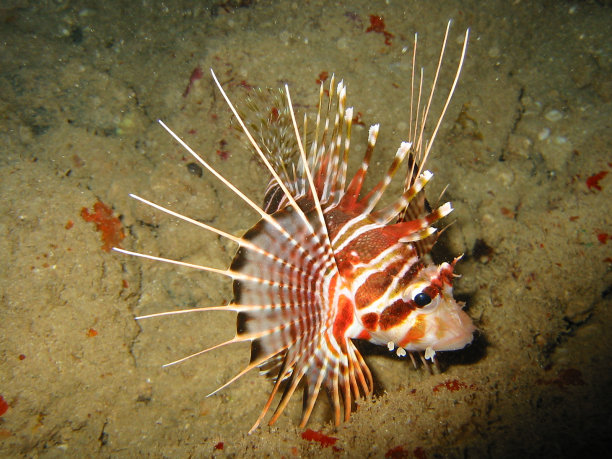 红狮子鱼图片下载