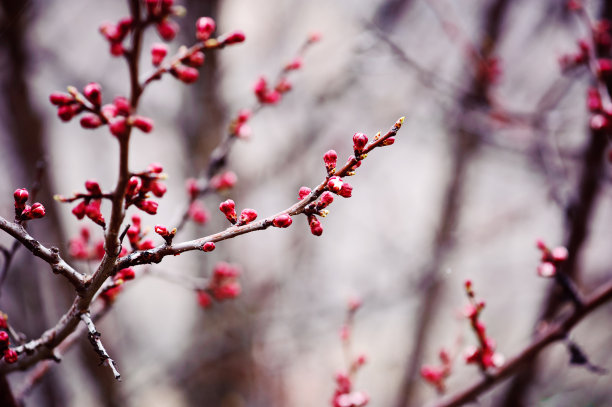 杏树开花图片下载