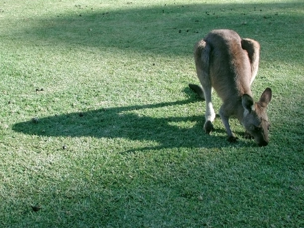 袋鼠吃草图片下载