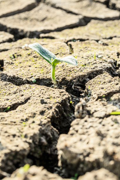 绿色的嫩芽长在干燥的土地上图片下载