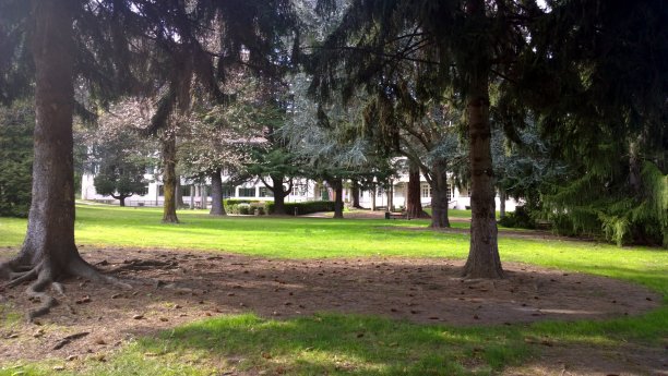 安静的树木公园图片下载