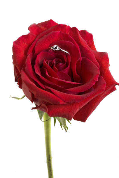 玫瑰中的宝石图片下载