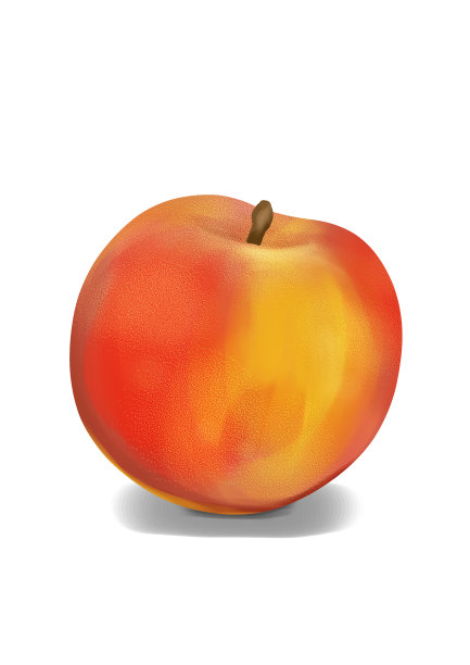 现实的桃子插图，整个桃子在一个白色的背景。图片下载