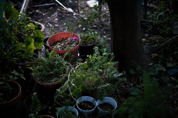 凌乱的花园里的植物图片下载