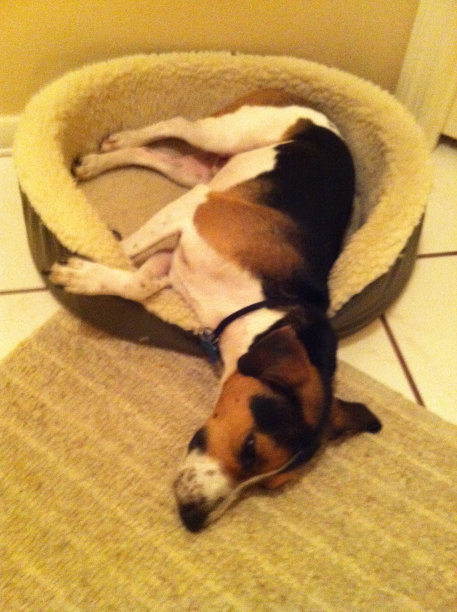 杰克罗素在狗床上睡觉图片下载