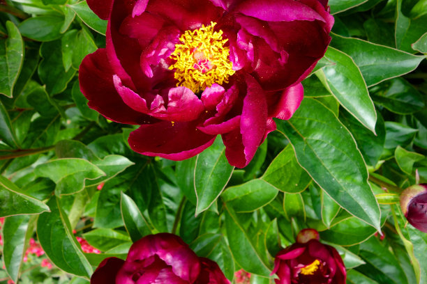 红色的花图片下载