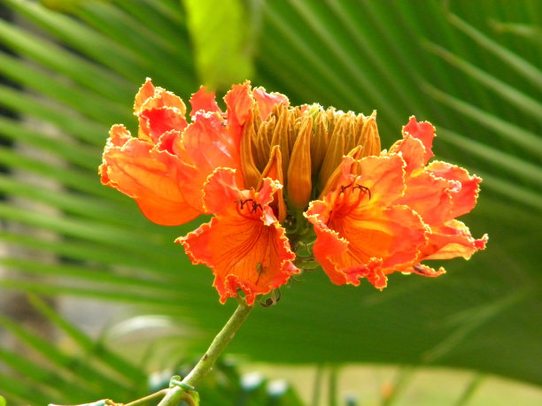 热带花卉图片下载