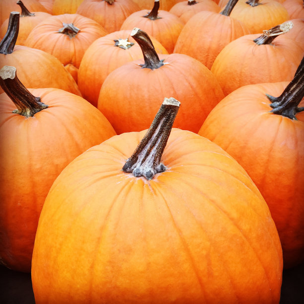 生动的橙色南瓜图片下载