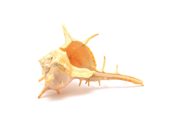 海贝壳图片下载