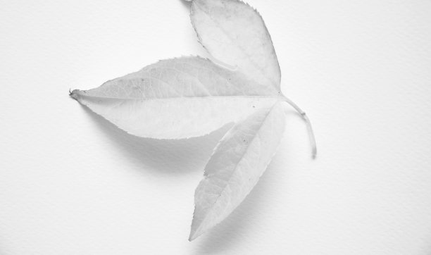 叶子艺术纹理背景图片下载