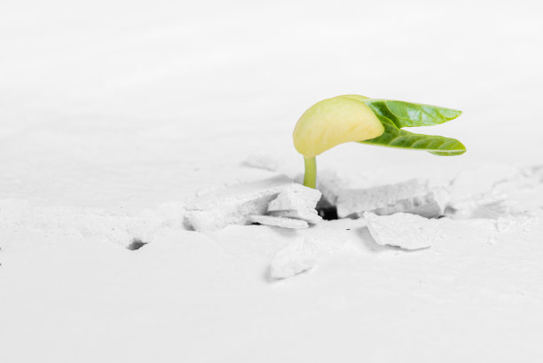 小植物在破碎的街道上生长，新的生命生长理念图片下载